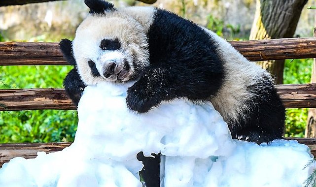 Çin'de panda yavrusu Wang Shu'nun 1'inci doğum günü kutlandı