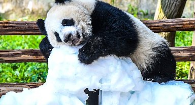 Çin'de panda yavrusu Wang Shu'nun 1'inci doğum günü kutlandı