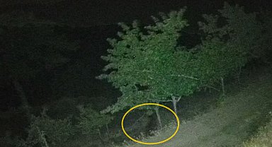 Çorum'da köye inen ayılar bahçelere zarar verdi