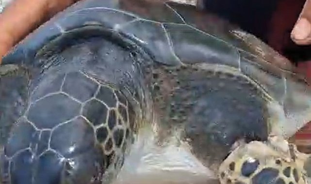 Çuvala dolanan caretta carettayı balıkçı kurtardı