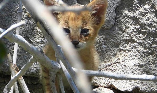 Denizli'de nesli tükenme tehlikesindeki saz kedisi görüntülendi