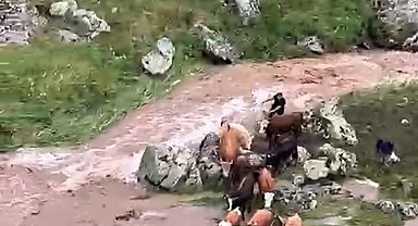 Derede mahsur kalan ineklerden 4'ü suya kapıldı