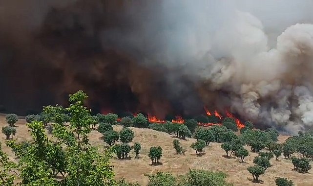 Diyarbakır'da 2 ayda çıkan yangınlarda 100 bin hektar alan zarar gördü