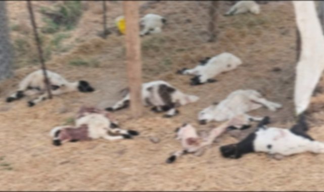 Diyarbakır'da köpeklerin saldırdığı 15 kuzu öldü