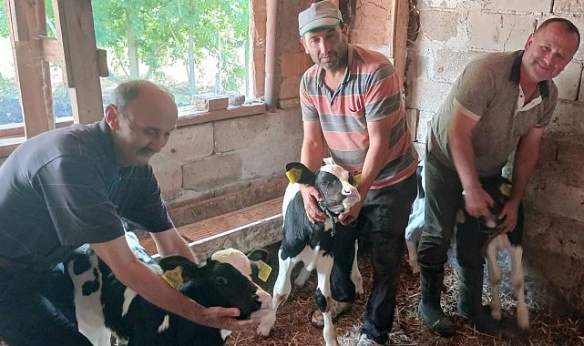 Edirne'de inek, üçüz doğurdu