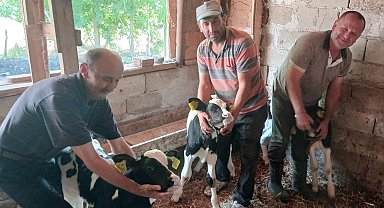 Edirne'de inek, üçüz doğurdu