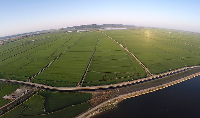 Edirne'de yeşile bürünen çeltik tarlaları havadan görüntülendi