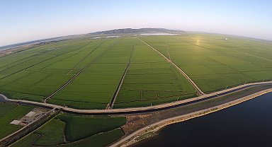 Edirne'de yeşile bürünen çeltik tarlaları havadan görüntülendi