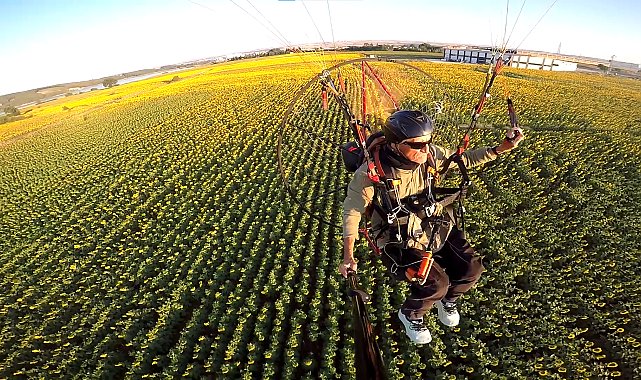 Edirne'nin 'sarı gelin'i ayçiçeği tarlaları üzerinde paramotorla uçtu
