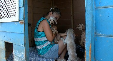 Geçici hevesle alınıp terk edilen cins köpekler, sahiplenilmeyi bekliyor