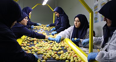 Hasat edilen kayısı Avrupa'ya ihraç ediliyor