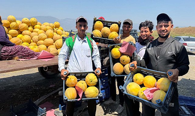 Hatay'da kavun hasadı başladı; tarlada kilosu 22 TL