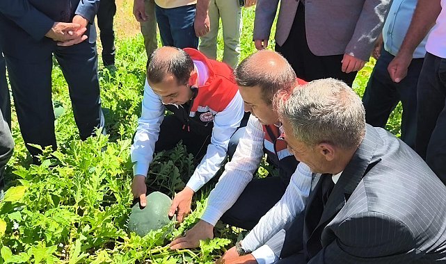 Iğdır'da 7 bin dekar alanda üretilen karpuzda 30 bin ton rekolte beklentisi