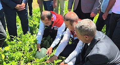 Iğdır'da 7 bin dekar alanda üretilen karpuzda 30 bin ton rekolte beklentisi