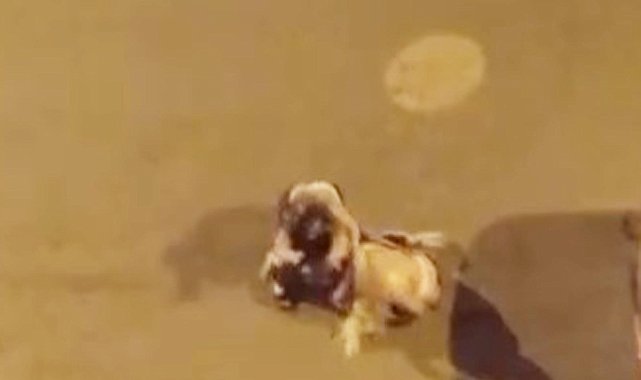 Iğdır'da kadınlar saç saça kavga etti