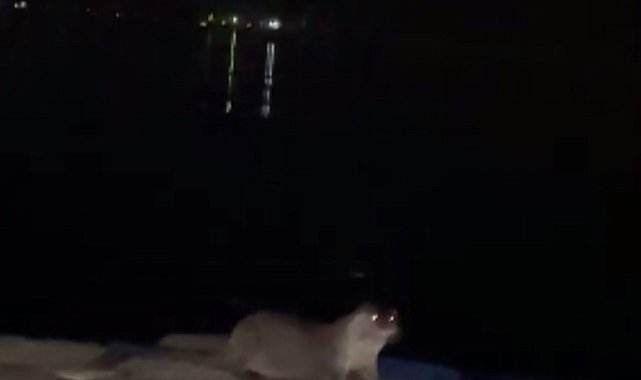İskeleye çıkan su samurlarını balıkla beslediler