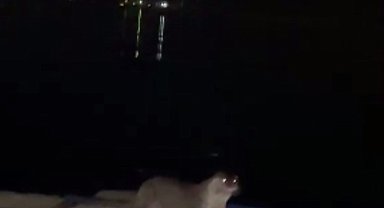 İskeleye çıkan su samurlarını balıkla beslediler