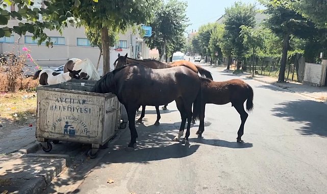 İstanbul'da başıboş atlar tehlikeye davetiye çıkarıyor