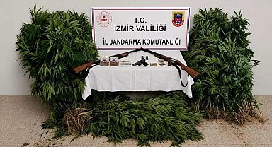 İzmir'de ormanda kenevir yetiştiren şüpheli tutuklandı