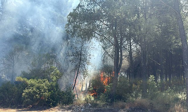 İzmir'in 2 ilçesindeki orman yangınlarına ilişkin 2 gözaltı