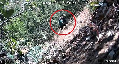 Kenevirlerin bakımını yaparken fotokapana yakalanan CHP ilçe başkanı ve oğluna gözaltı