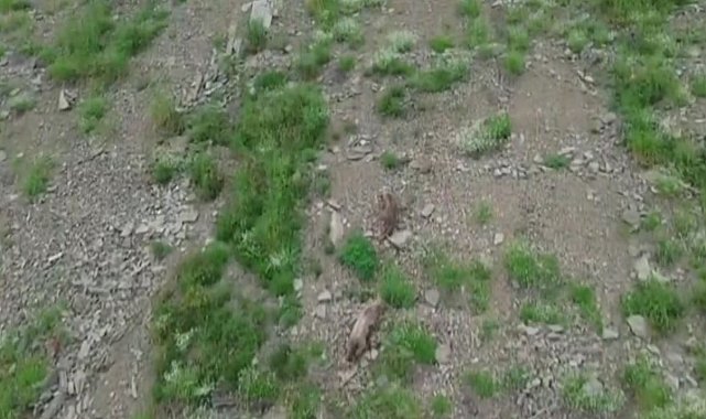 Kırsalda yiyecek arayan ayı, dronu fark edince kaçtı