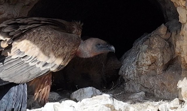 Kızıl akbabaların yavrularını beslemesi kamerada