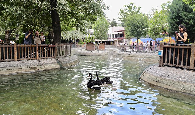 Kuğulu Park'ta 4 yeni yavru kuğu dünyaya geldi
