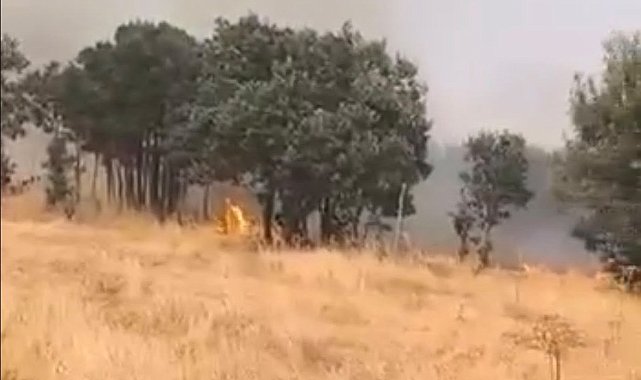 Lice kırsalında örtü yangını