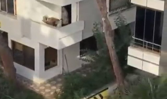 Maltepe'de kadına şiddet iddiasını duyan mahalleli balkona çıkan kişiye taş attı