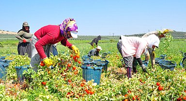 Manisa'da domates hasadı başladı