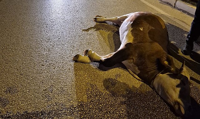 Motosikletin çarptığı inek öldü; kaza kamerada