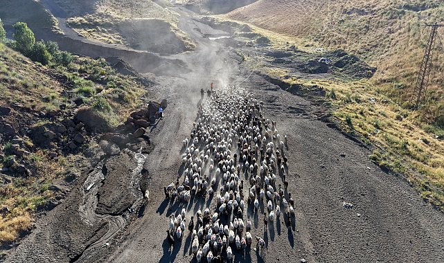 Nemrut'un eteklerinde sürülerin 'tozlu yolculuğu'