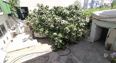 Park halindeki otomobilin üzerine ağaç devrildi