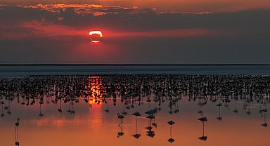 Son 5 yılın en yüksek yavru flamingo sayısına ulaşılan Tuz Gölü'nde eşsiz görüntüler