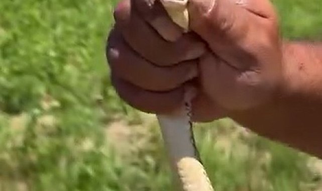 Tarlasını sürerken gördüğü yılanı zarar görmesin diye elleriyle yakalayıp güvenli bölgeye bıraktı