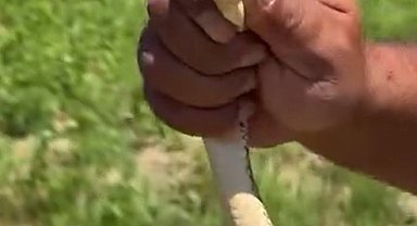 Tarlasını sürerken gördüğü yılanı zarar görmesin diye elleriyle yakalayıp güvenli bölgeye bıraktı