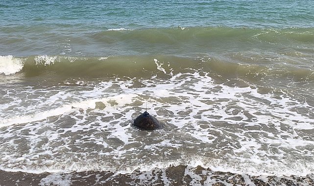 Tedavi edilen Mersin ile Göksu, mavi sulara bırakıldı
