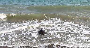 Tedavi edilen Mersin ile Göksu, mavi sulara bırakıldı