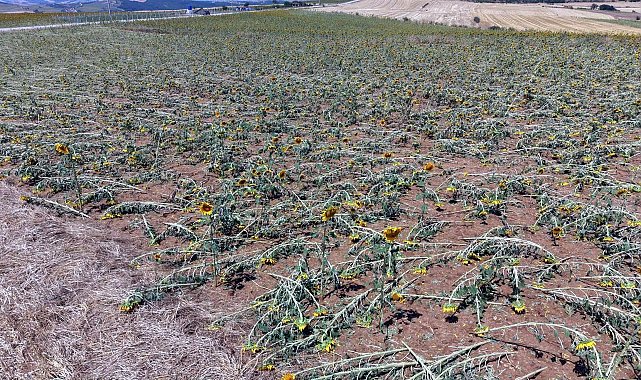 Tekirdağ'da dolu yağışı nedeniyle 35 bin dekar ekili alan zarar gördü, hasar tespiti başladı