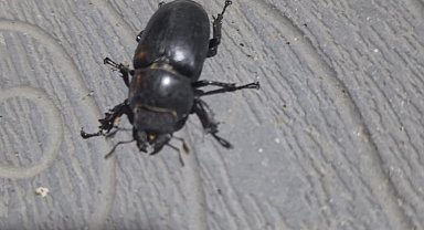 Tokat'ta gergedan böceği görüldü