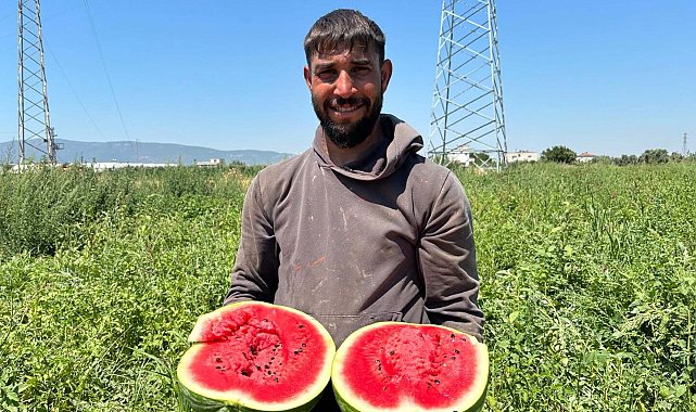 Torbalı'da karpuz hasadı başladı