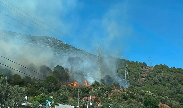 Yalova'da orman yangını