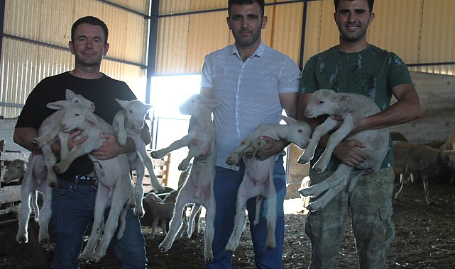 1,1 milyon liralık 'Şampiyon' koçun üçüz ve ikiz yavruları oldu