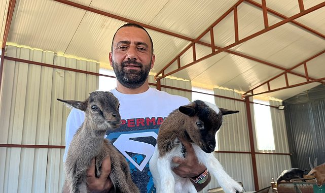 2 cüce keçiyle kurduğu çiftlikte 90 başlık sürüye ulaştı