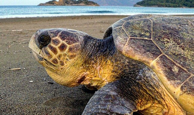 'Fethiye-Kaş Deniz Milli Parkı, deniz kaplumbağalarının korunmasında önemli bir fırsat'