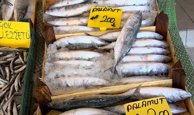 'Olta balıkçılarının tuttuğu palamutlar, yeni sezonda bolluğun habercisi'