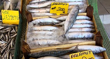 'Olta balıkçılarının tuttuğu palamutlar, yeni sezonda bolluğun habercisi'