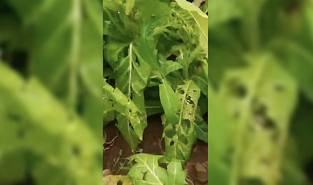 Adıyaman'da dolu yağışı; ekili araziler zarar gördü