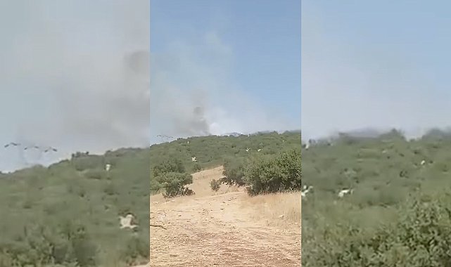 Adıyaman'da orman yangını